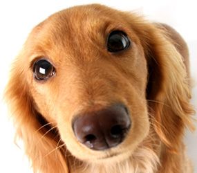 chien chiot