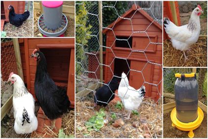 quels animaux dans un poulailler