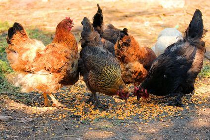 Combien De Poules Dans Un Poulailler Cdiscount