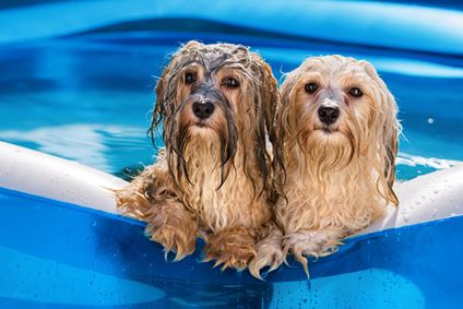 https://i4.cdscdn.com/imagesok/question/comment-choisir-sa-piscine-pour-chien-quel-type.jpg